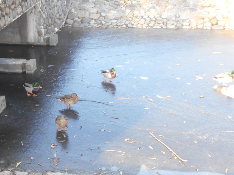 Ducks on ice on Tymas pools, December